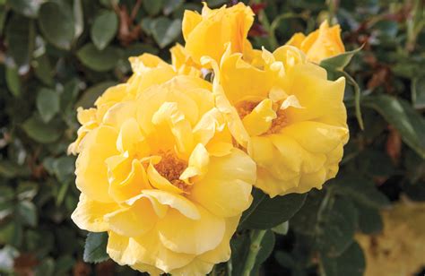 midas touch roses|Rosa 'Midas Touch' .